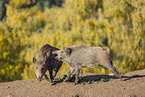 wildboars