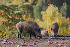 wildboars