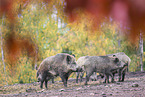 wildboars