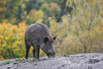 wildboar