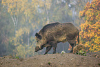 wildboars