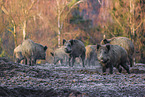 wildboars