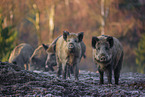 wildboars