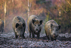 wildboars