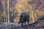 wildboar