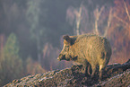 wildboar