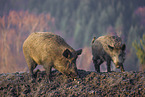 wildboars