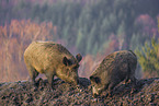 wildboars