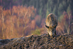 wildboar