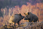 wildboars