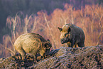 wildboars