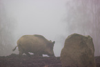 wildboars