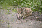 wildboar piglet