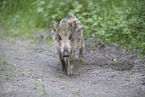 wildboar piglet