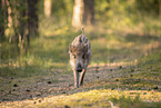 wildboar piglet