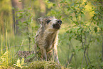 wildboar piglet