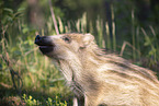 wildboar piglet