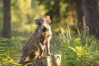 wildboar piglet