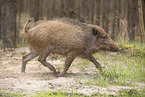 wildboar