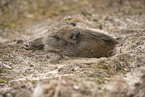 wildboar