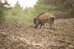 wildboar