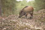 wildboar
