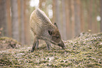 wildboar