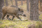 wildboar