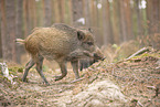 wildboar