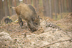 wildboar