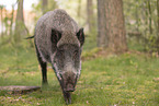 wildboar