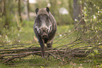 wildboar