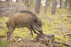 wildboar