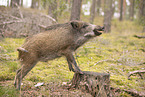 wildboar