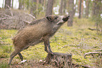 wildboar