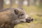 wildboar