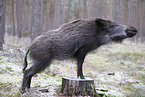 wildboar