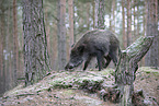 wildboar