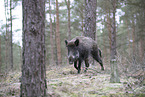 wildboar