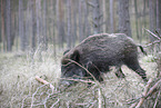 wildboar