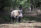 wildboar