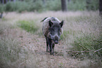 wildboar