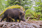 wildboar
