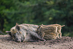 wildboars