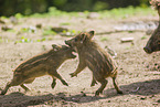 wildboars