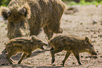 wildboars