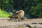wildboars