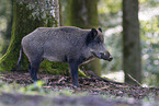 wild boar