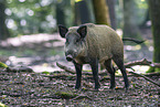 wild boar
