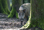 wild boar